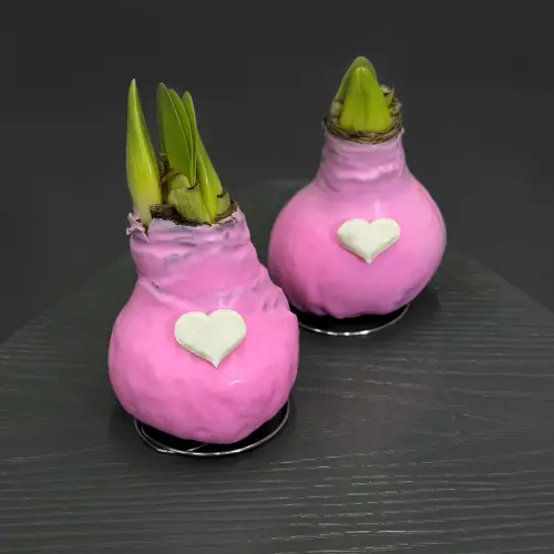 Луковицы амариллиса в ассортименте